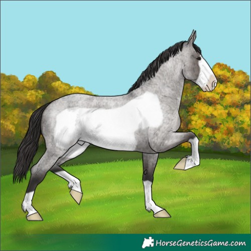Horse Color:Smoky Grullo Roan Frame Brindle 