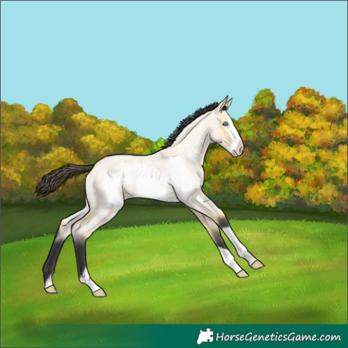 Horse Color:Buckskin Roan Dun Frame 