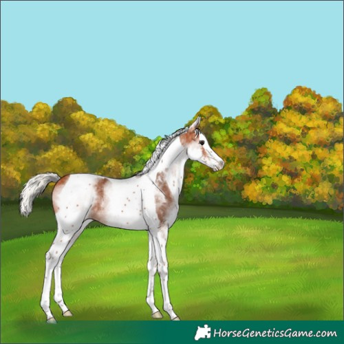 Horse Color:White Spotted Silver Bay Splash Tobiano Appaloosa 
