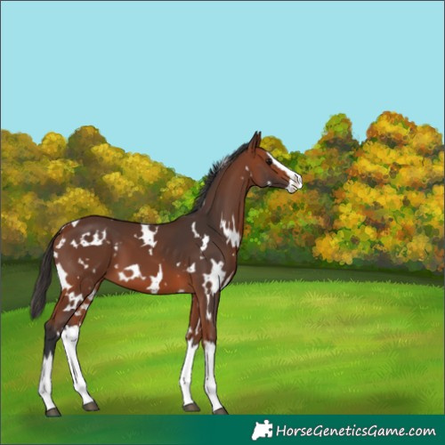 Horse Color:White Spotted Bay Splash 