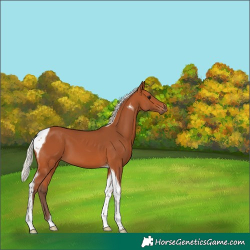 Horse Color:Silver Bay Tobiano 