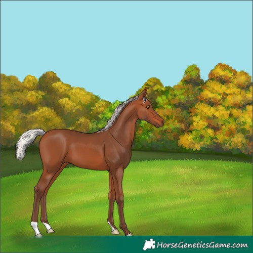 Horse Color:Silver Bay