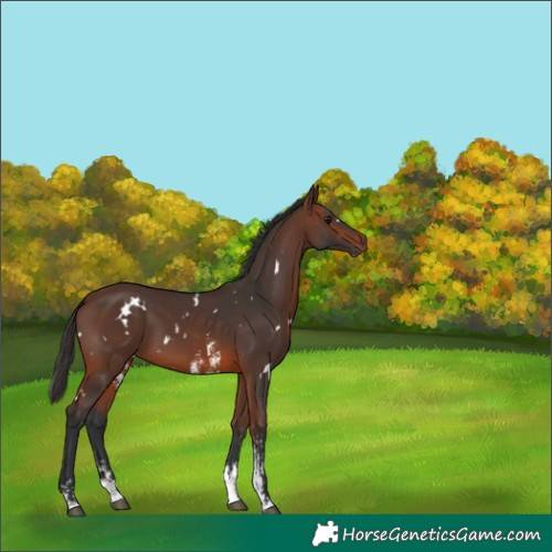 Horse Color:White Spotted Brown Sabino