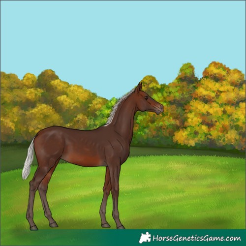 Horse Color:Silver Bay 