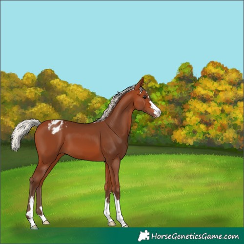 Horse Color:Silver Bay Appaloosa