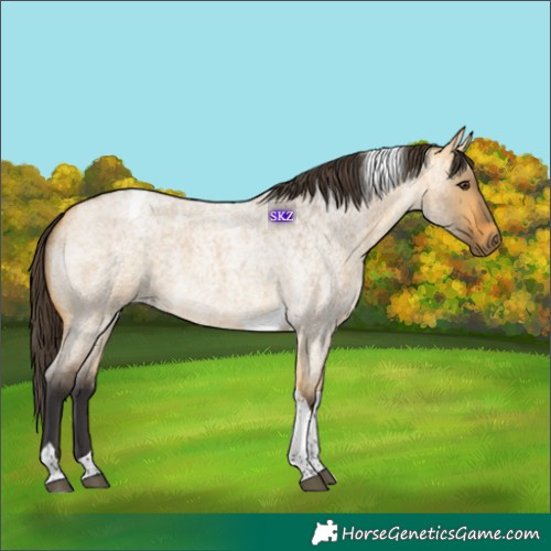Horse Color:Buckskin Roan Dun Tobiano