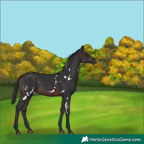 Horse Color:White Spotted Brown