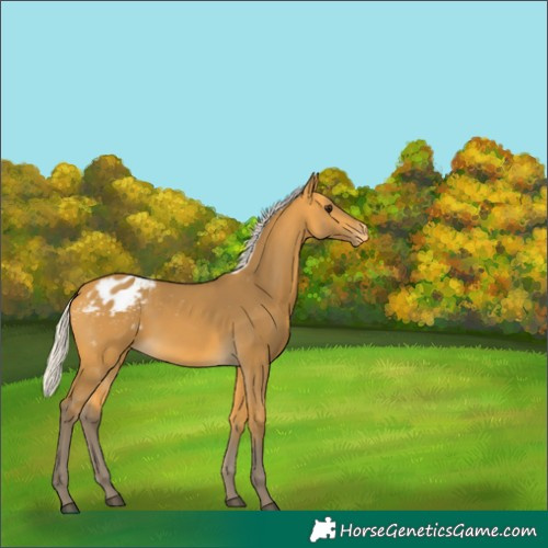 Horse Color:Silver Buckskin Appaloosa