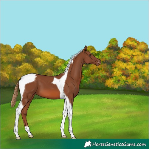 Horse Color:Chestnut Tobiano Appaloosa 