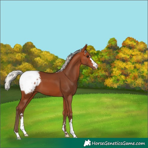 Horse Color:Silver Bay Appaloosa 