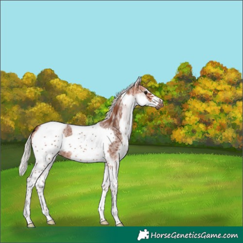 Horse Color:White Spotted Silver Bay Tobiano Frame