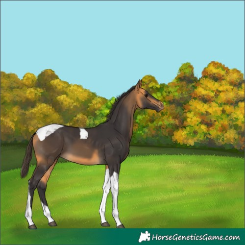 Horse Color:Buckskin Tobiano