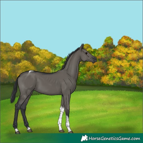 Horse Color:Grullo Tobiano 