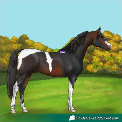 Horse Color:Bay Tobiano 