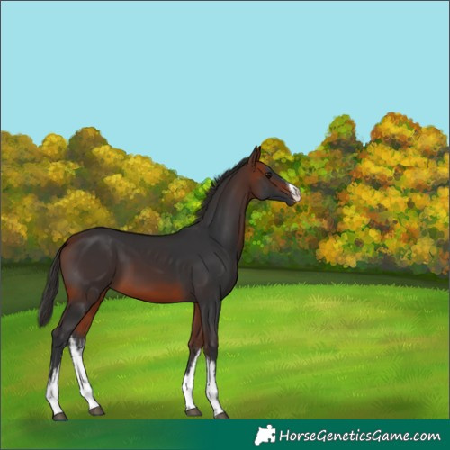 Horse Color:White Spotted Bay 