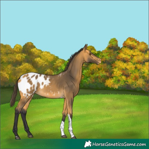 Horse Color:Buckskin Tobiano Appaloosa 
