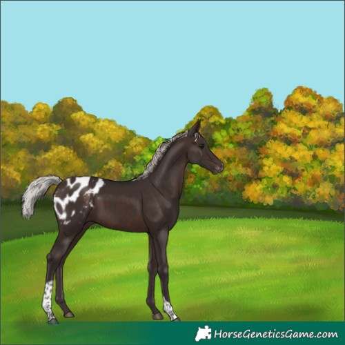 Horse Color:Silver Brown Tobiano Appaloosa 