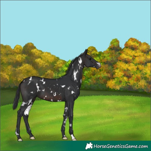 Horse Color:White Spotted Brown Appaloosa