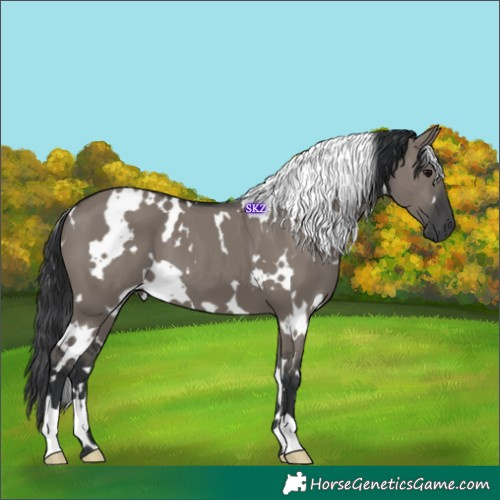 Horse Color:White Spotted Grullo