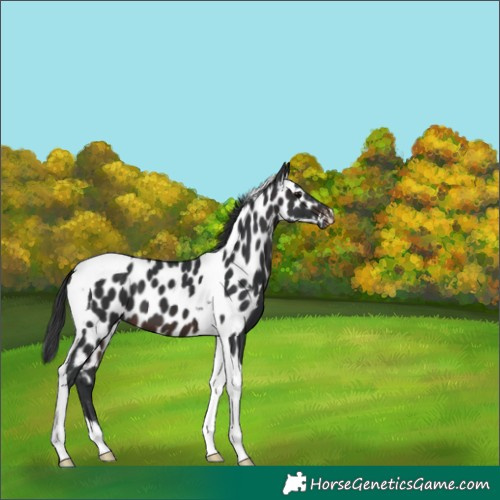 Horse Color:Brown Tobiano Appaloosa 