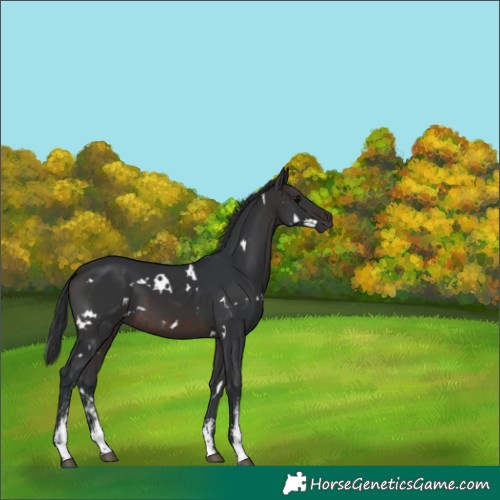 Horse Color:White Spotted Brown Sabino 