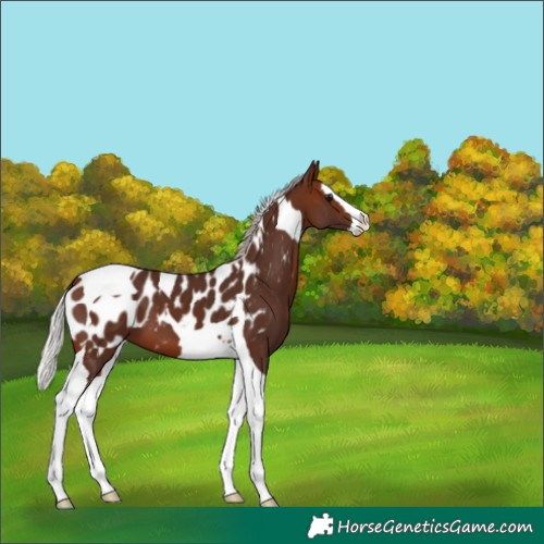 Horse Color:Silver Bay Splash Tobiano Appaloosa 
