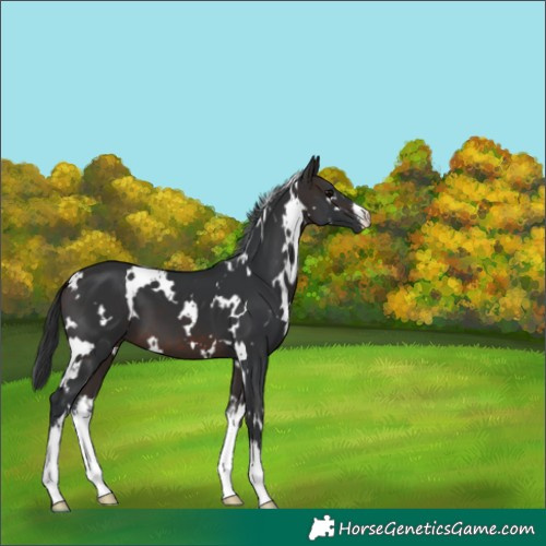 Horse Color:White Spotted Brown 