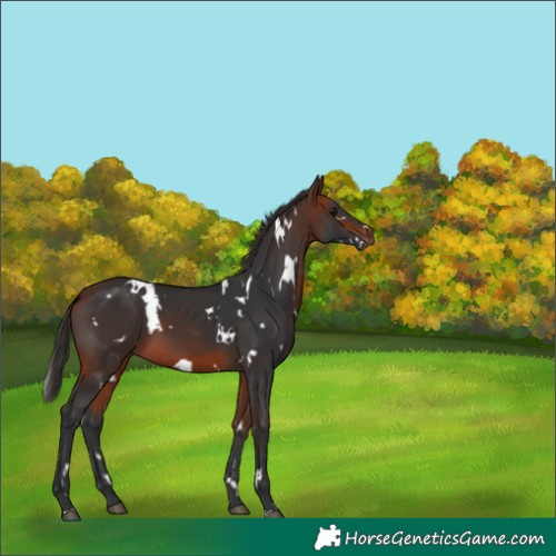 Horse Color:White Spotted Bay 