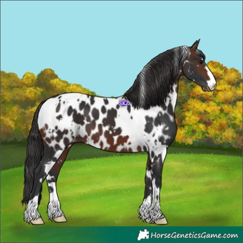 Horse Color:White Spotted Brown Appaloosa 