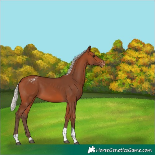 Horse Color:Silver Bay Tobiano Appaloosa