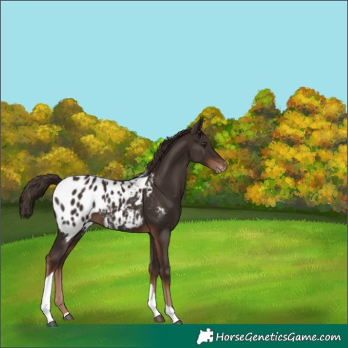 Horse Color:Liver Chestnut Tobiano Appaloosa 