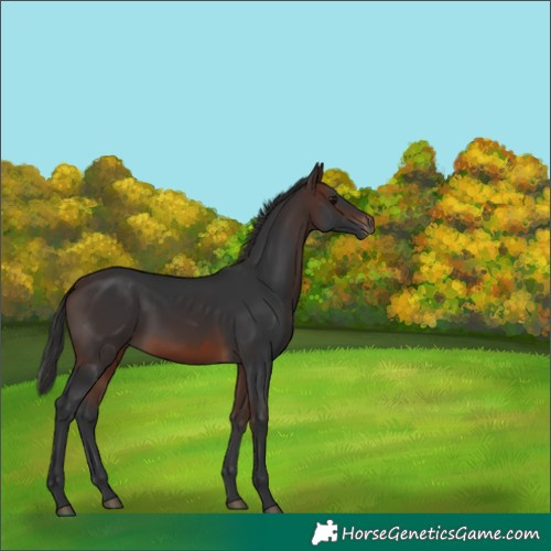 Horse Color:White Spotted Brown 