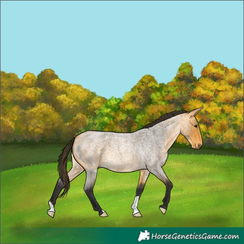 Horse Color:Buckskin Roan