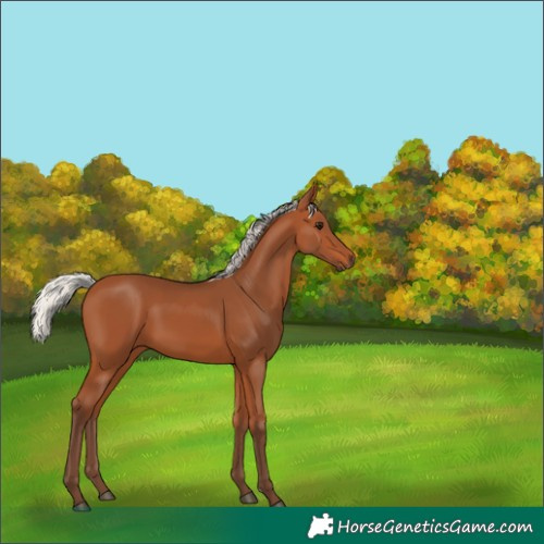 Horse Color:Silver Bay 