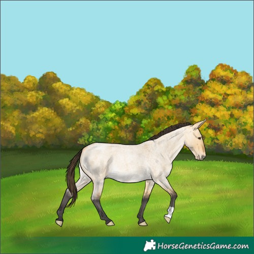 Horse Color:Buckskin Roan Dun