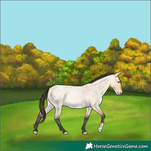 Horse Color:Buckskin Roan Dun 