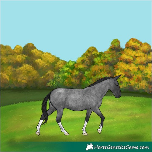 Horse Color:Blue Roan 