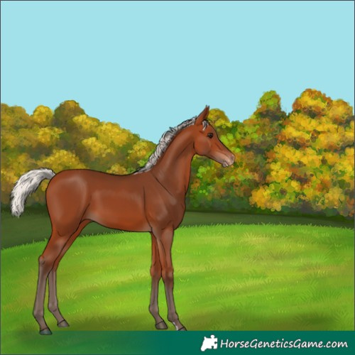 Horse Color:Silver Bay Appaloosa 