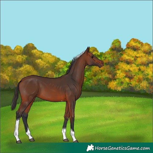 Horse Color:Bay Tobiano