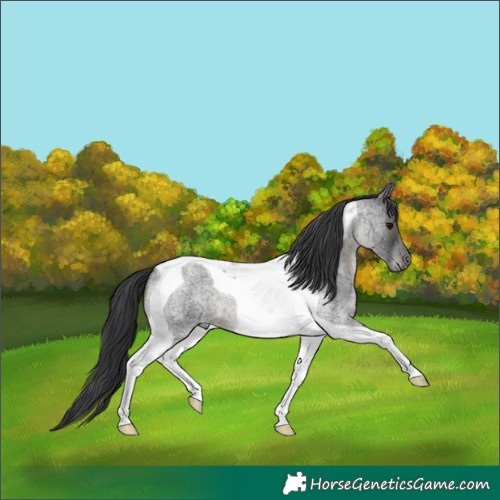 Horse Color:Blue Roan Tobiano