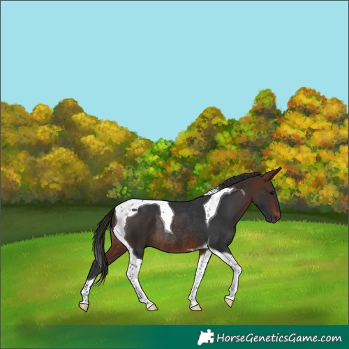 Horse Color:Brown Tobiano Rabicano 