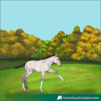 Horse Color:Bay Roan Dun 