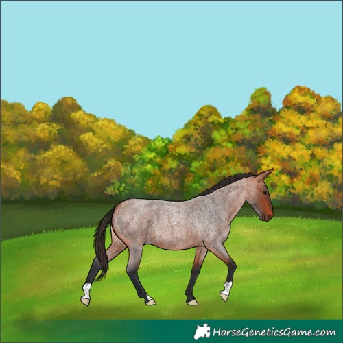 Horse Color:Bay Roan 