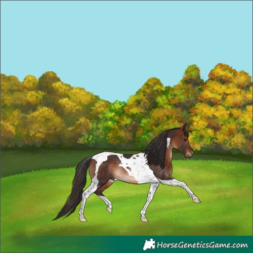 Horse Color:Brown Tobiano Rabicano