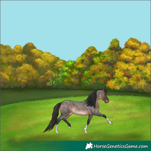 Horse Color:Brown Roan