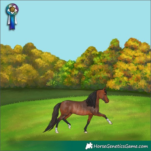 Horse Color:Bay Rabicano 