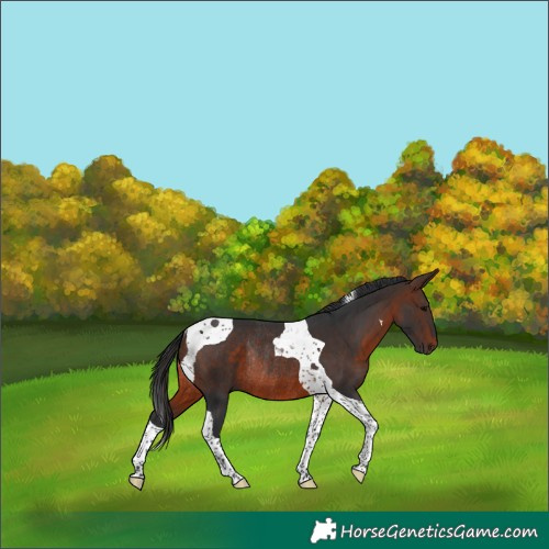Horse Color:Brown Tobiano Rabicano 