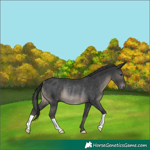 Horse Color:Black Rabicano 