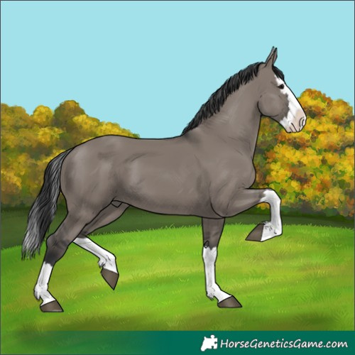 Horse Color:Grullo Splash