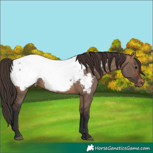 Horse Color:Brown Dun Near Fewspot 
